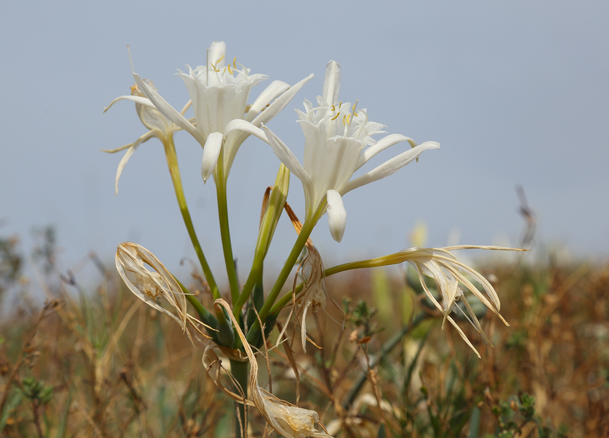 Изображение особи Pancratium maritimum.