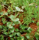 Vinca herbacea