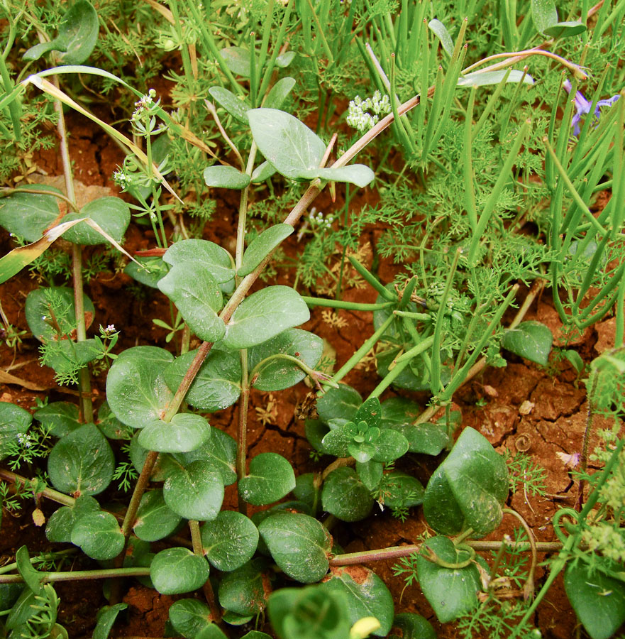 Image of Vinca herbacea specimen.