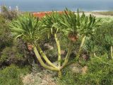 Kleinia neriifolia. Вегетирующее растение с остатками отмерших прошлогодних соцветий. Испания, Канарские острова, Тенерифе, мыс Тено, в зарослях суккулентных кустарников. 5 марта 2008 г.