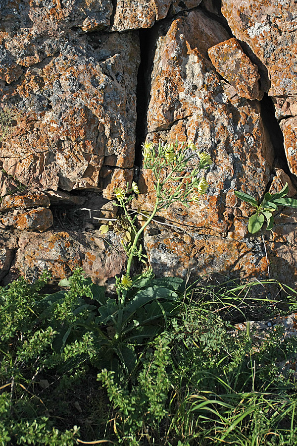 Image of genus Steptorhamphus specimen.