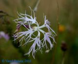 Dianthus superbus