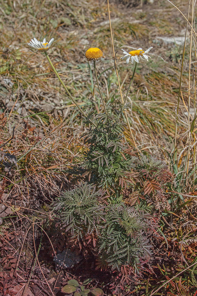 Изображение особи Anthemis rigescens.