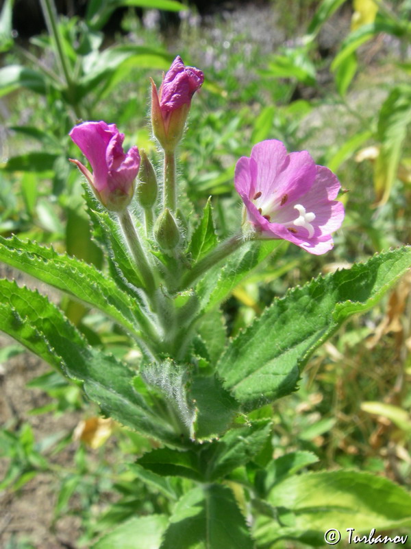 Изображение особи Epilobium villosum.