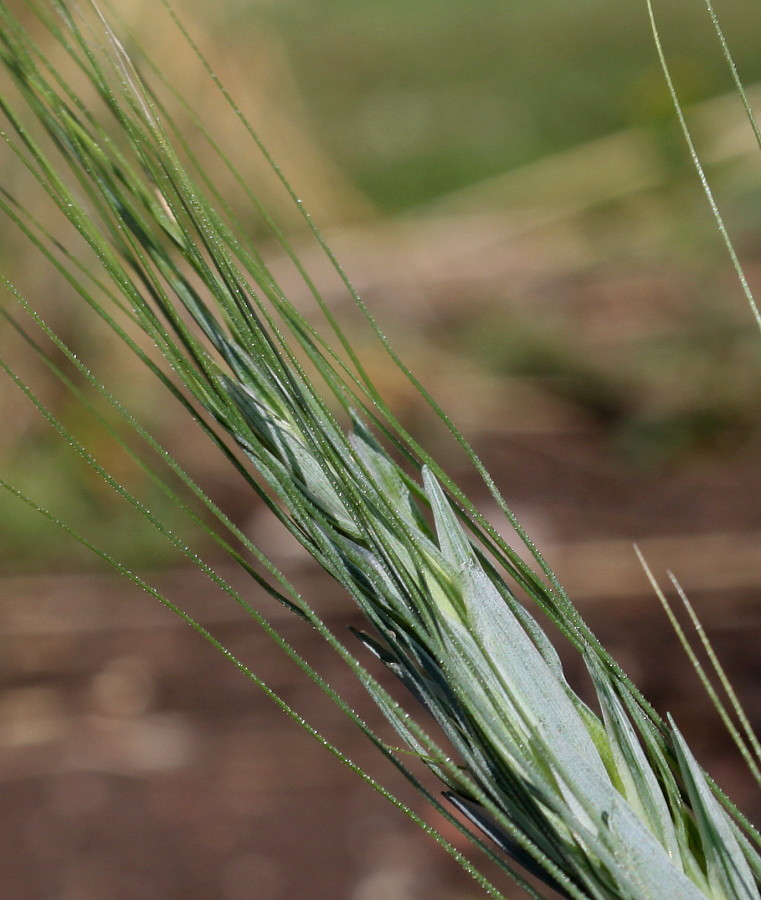 Image of Triticum polonicum specimen.