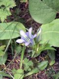 Gentiana kaufmanniana