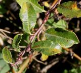 Salix apoda