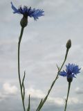 Centaurea cyanus. Верхушки побегов с соцветиями. Белгородская обл., Губкинский р-н, запов. \"Белогорье\", \"Ямская степь\". 15 июня 2009 г.