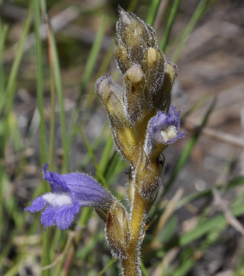 Image of Phelipanche nana specimen.