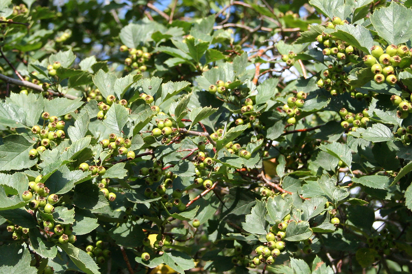 Image of Crataegus chlorocarpa specimen.