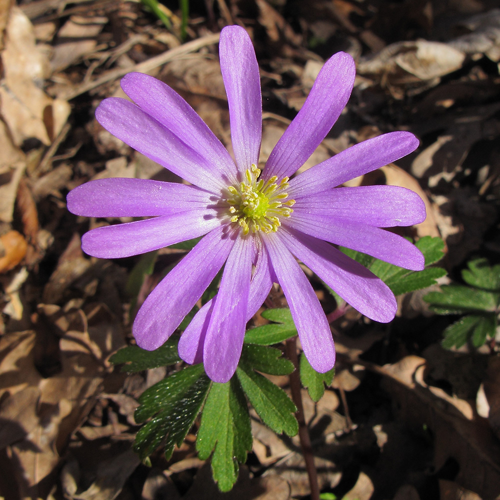 Изображение особи Anemone banketovii.