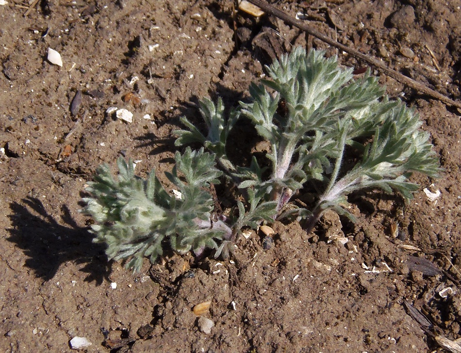 Image of genus Artemisia specimen.