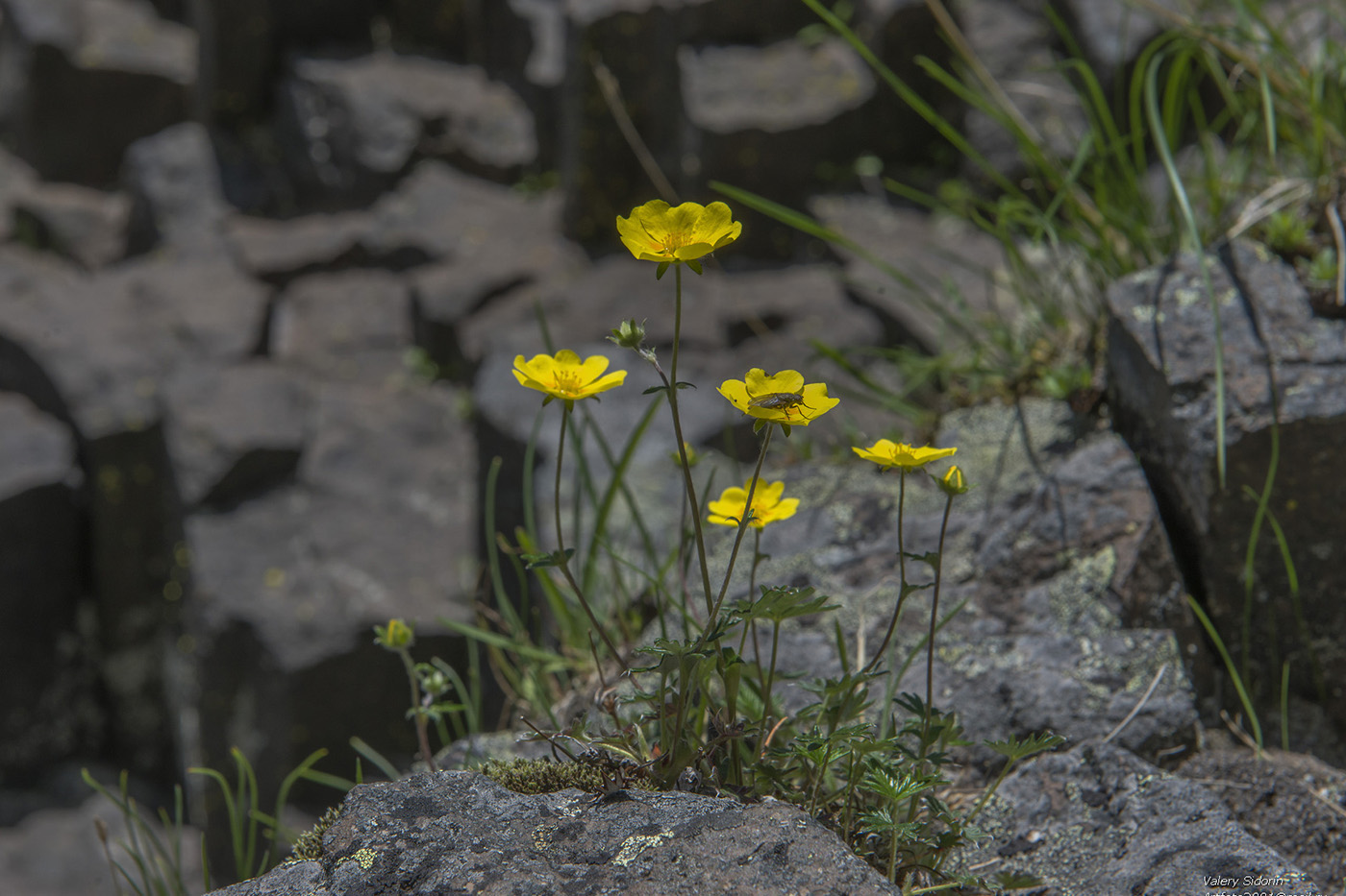 Изображение особи Potentilla vulcanicola.