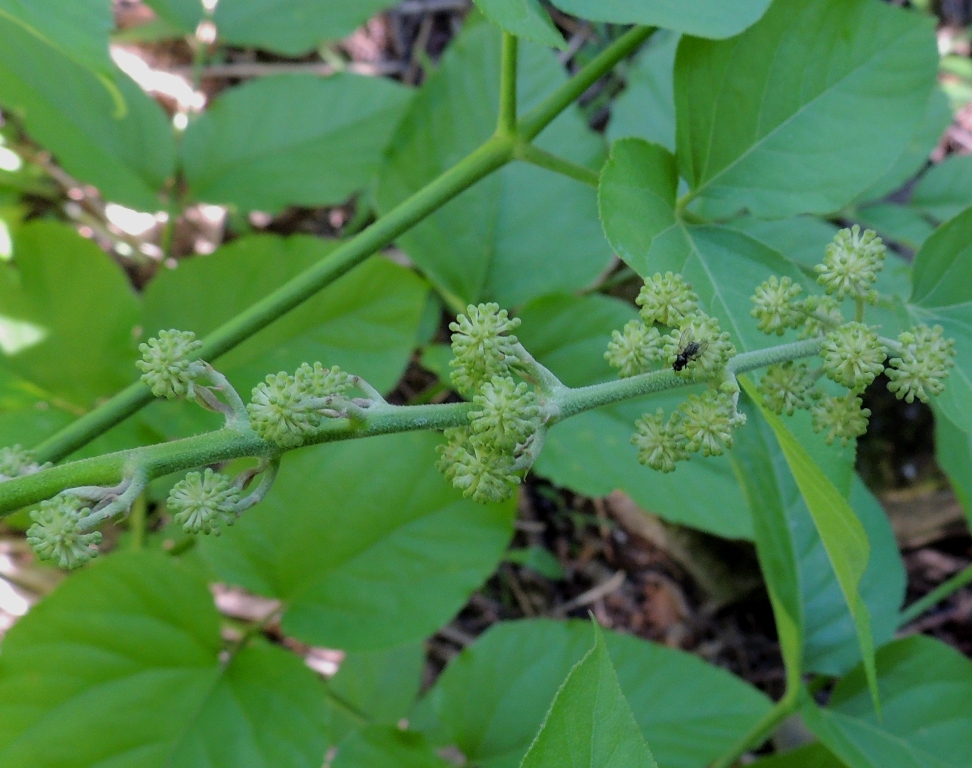 Image of Aralia cordata specimen.