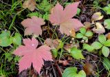 Ribes sachalinense