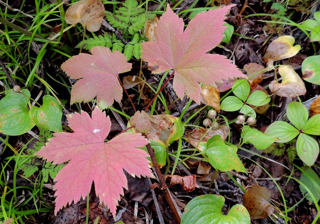 Image of Ribes sachalinense specimen.