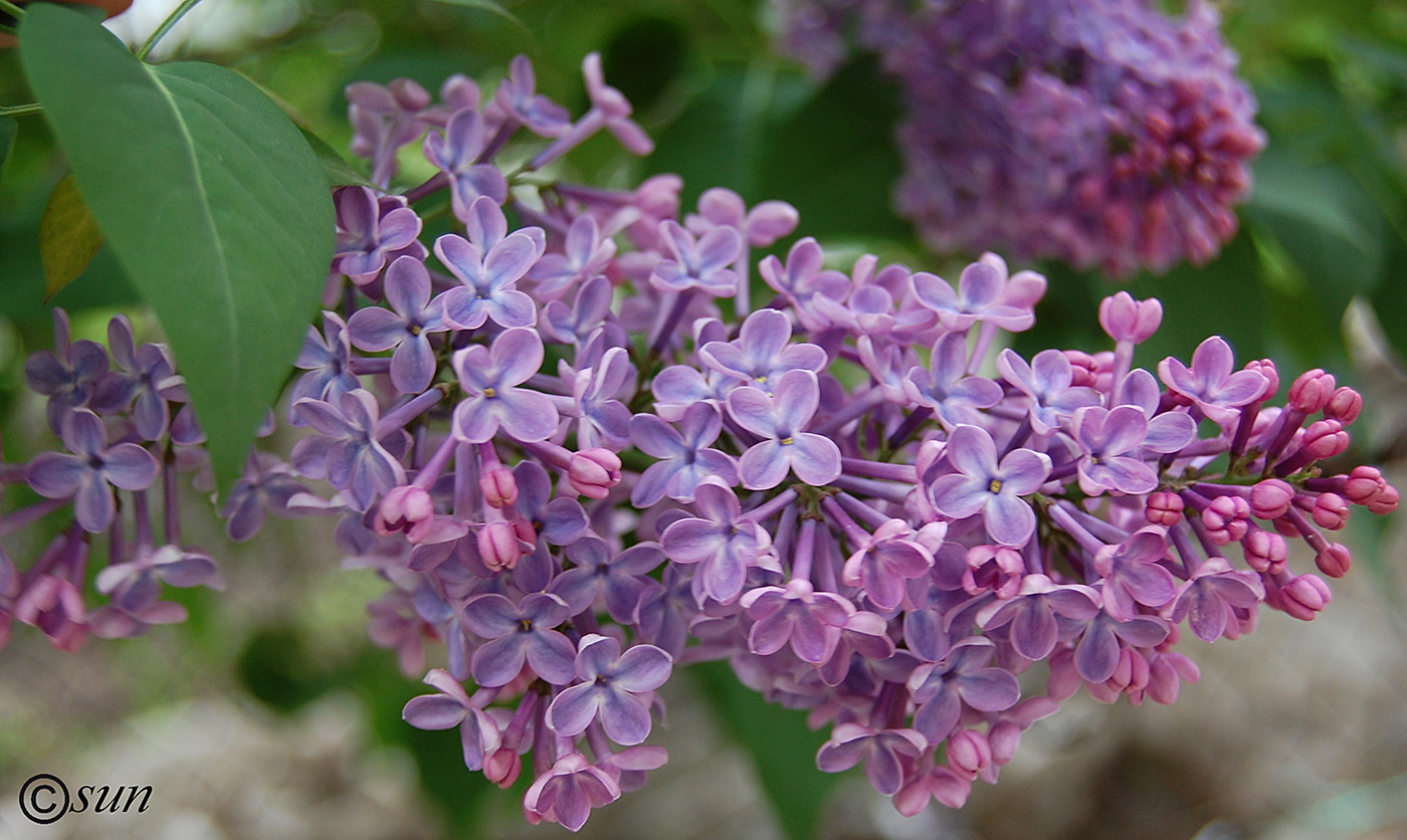 Image of Syringa vulgaris specimen.
