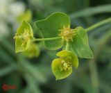 Euphorbia kaleniczenkoi