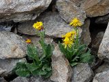 Tephroseris karjaginii