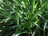 Carex pendula. Листья и основания побегов. Словения, регион Нижняя Посавска, Краковский лес, пойменный дубняк. 12.05.2014.