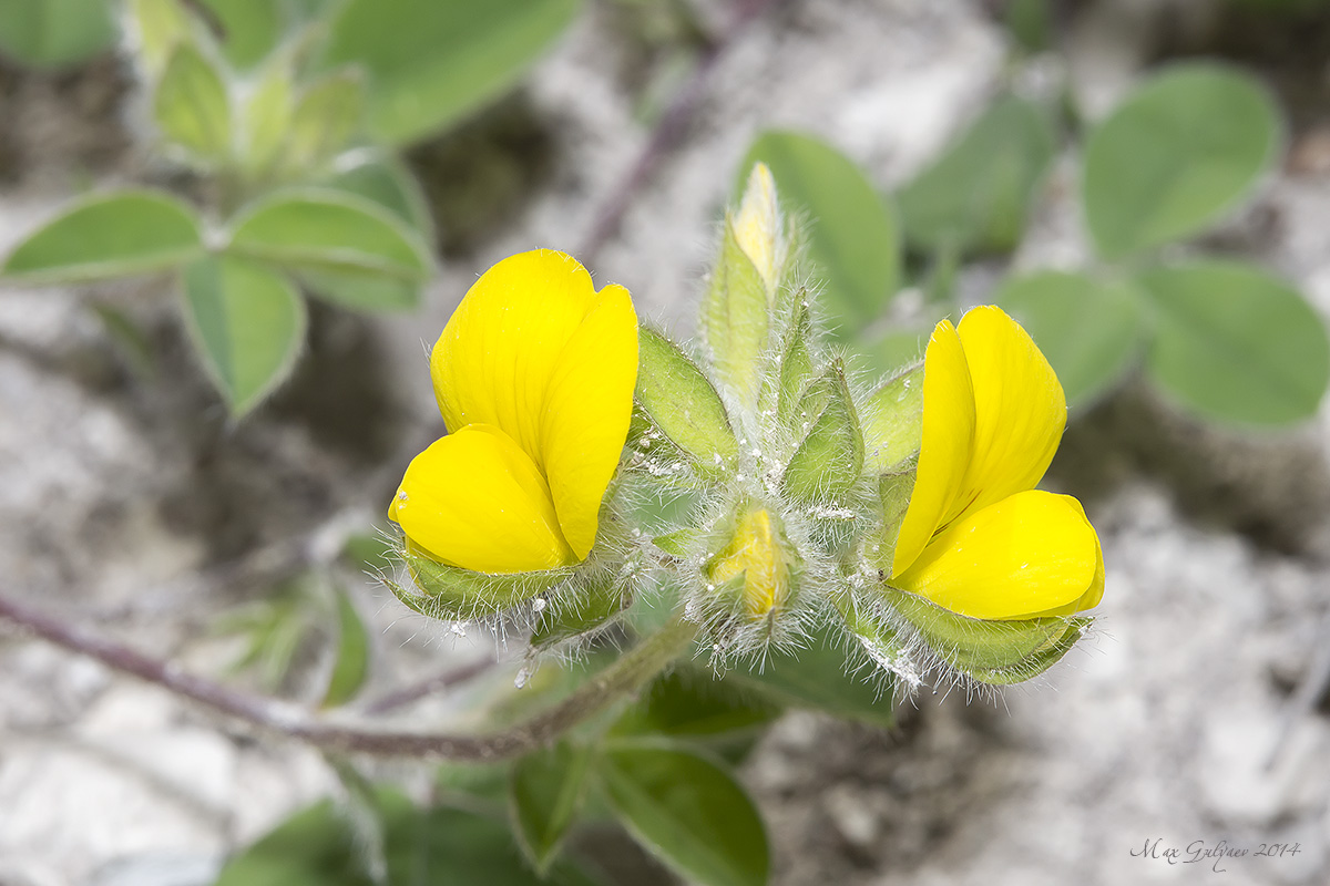 Изображение особи Argyrolobium biebersteinii.