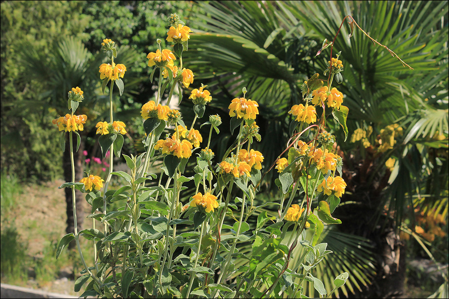 Изображение особи Phlomis fruticosa.