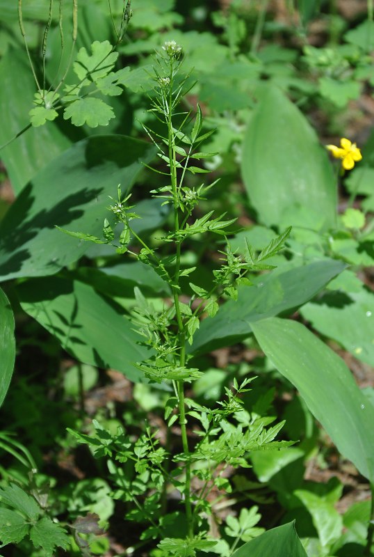 Изображение особи Cardamine impatiens.