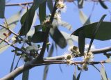 Eucalyptus perriniana. Средняя часть цветущей ветви ('Spinning Gum'). Германия, г. Дюссельдорф, Ботанический сад университета. 02.06.2014.