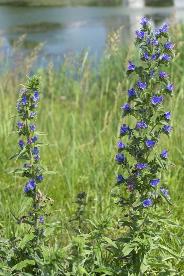 Изображение особи Echium vulgare.