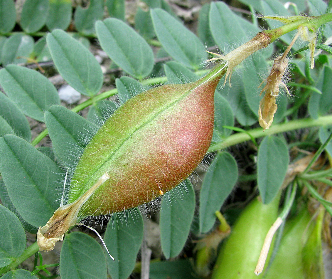 Image of Astragalus utriger specimen.