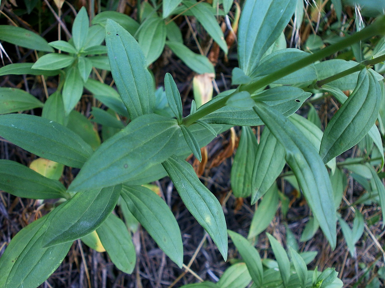 Изображение особи Saponaria officinalis.