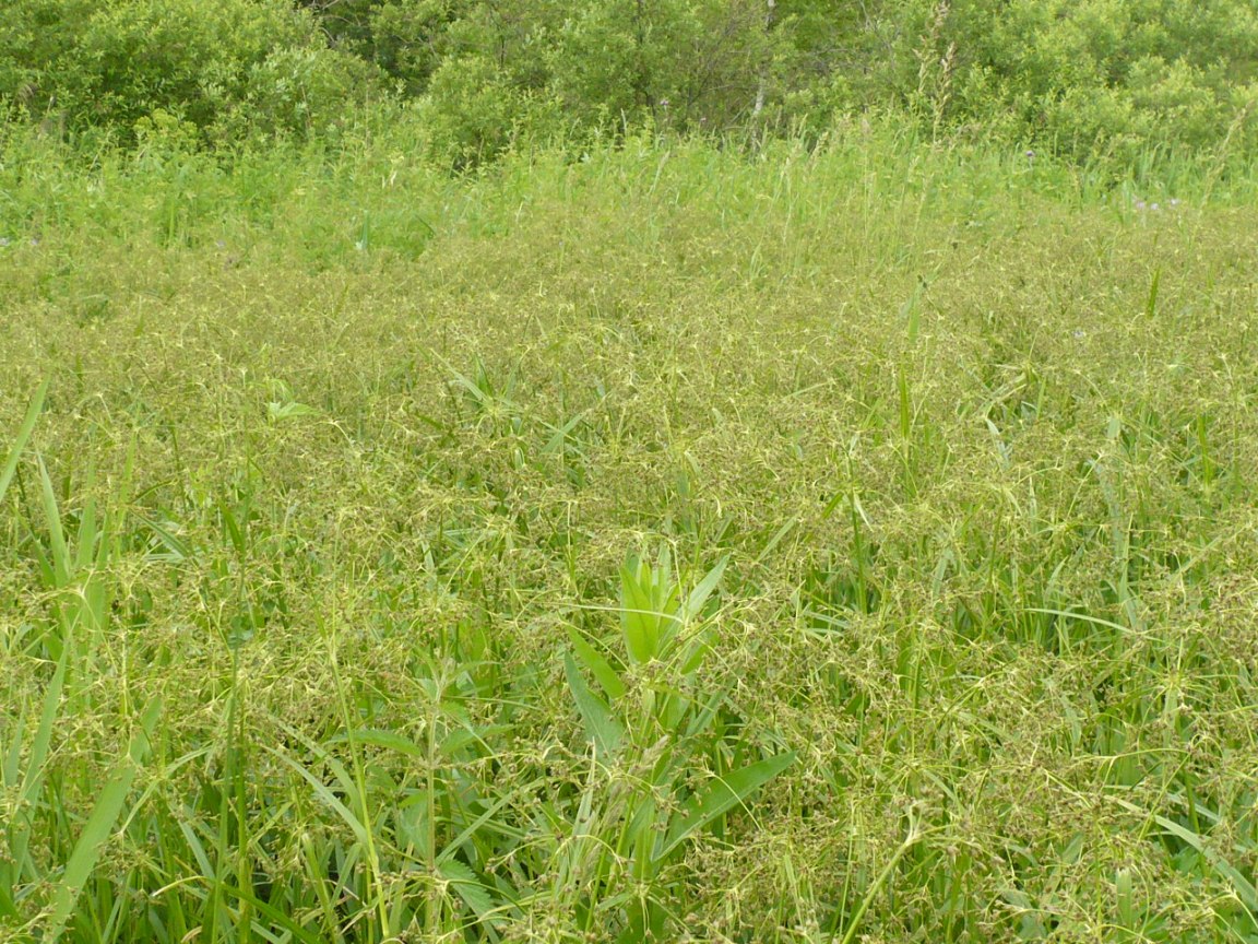 Изображение особи Scirpus sylvaticus.