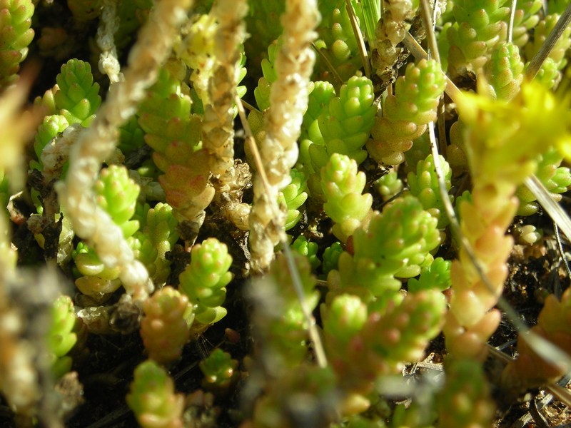 Image of Sedum acre specimen.