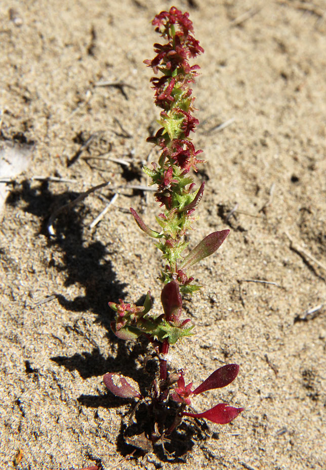 Изображение особи Rumex bucephalophorus.