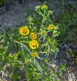 Inula britannica