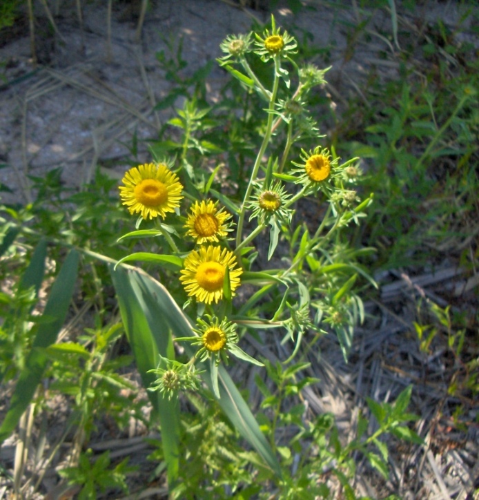 Изображение особи Inula britannica.