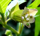 Atropa caucasica