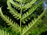 Pteridium pinetorum