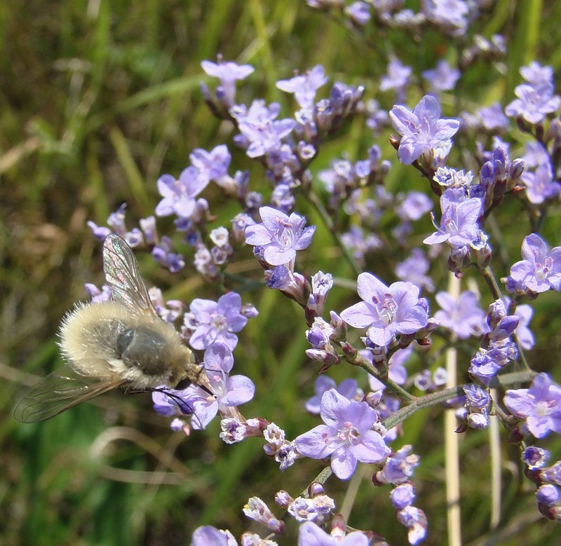 Image of Limonium scoparium specimen.