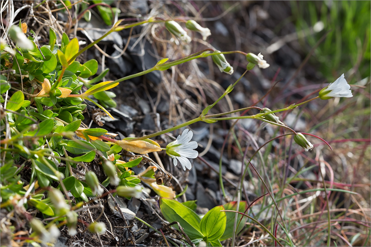 Изображение особи Cerastium glabratum.