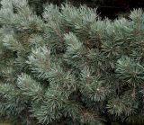 Pinus sylvestris. Побеги ('Watereri'). Германия, г. Дюссельдорф, Ботанический сад университета. 05.09.2014.