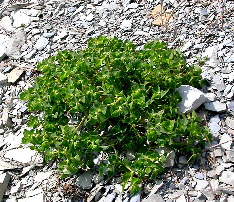 Image of Euphorbia falcata specimen.