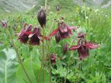 Aquilegia atrovinosa. Верхушки побегов с цветками. Южный Казахстан, Таласский Алатау, запов. Аксу-Жабаглы, ущ. Улькен-Каинды. 16 июня 2011 г.