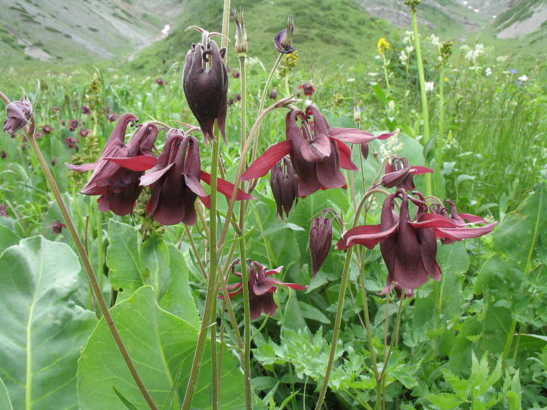 Изображение особи Aquilegia atrovinosa.