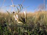 Astragalus stenoceras