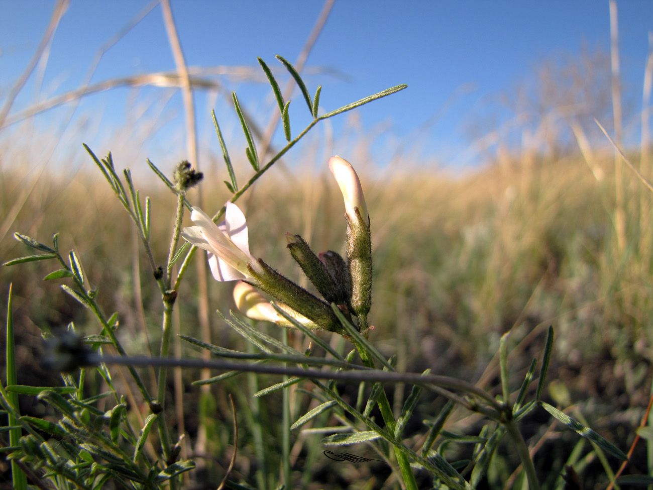 Image of Astragalus stenoceras specimen.