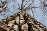 Populus nigra