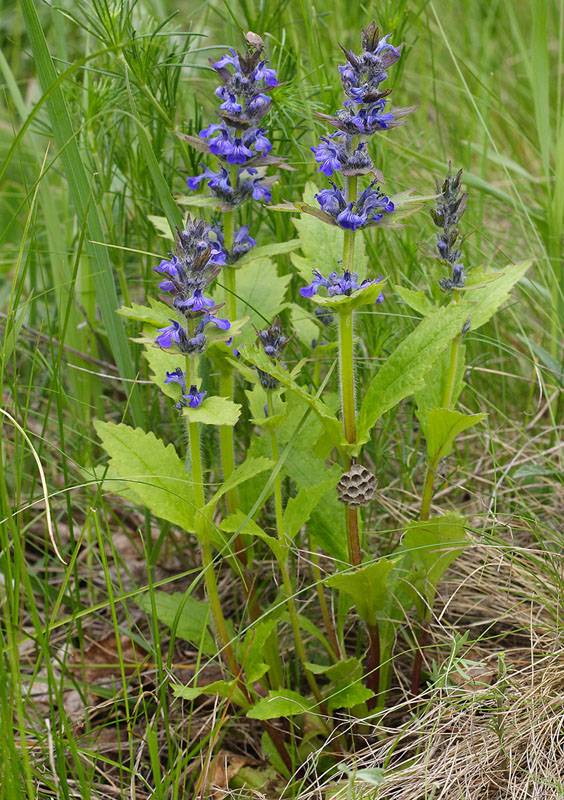 Изображение особи Ajuga genevensis.