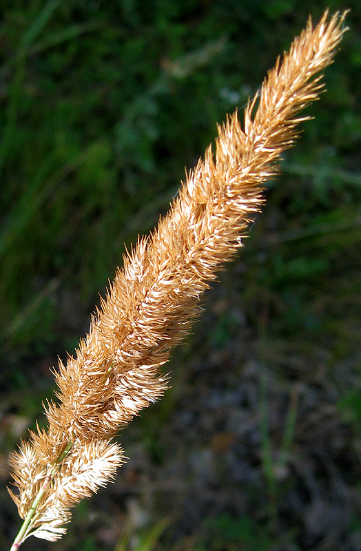 Изображение особи Calamagrostis glomerata.