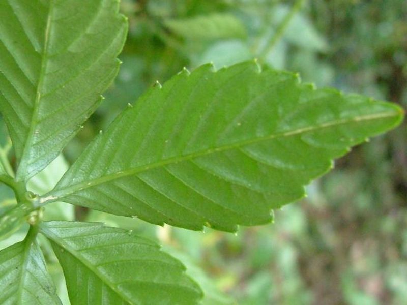 Image of Gynostemma pentaphyllum specimen.